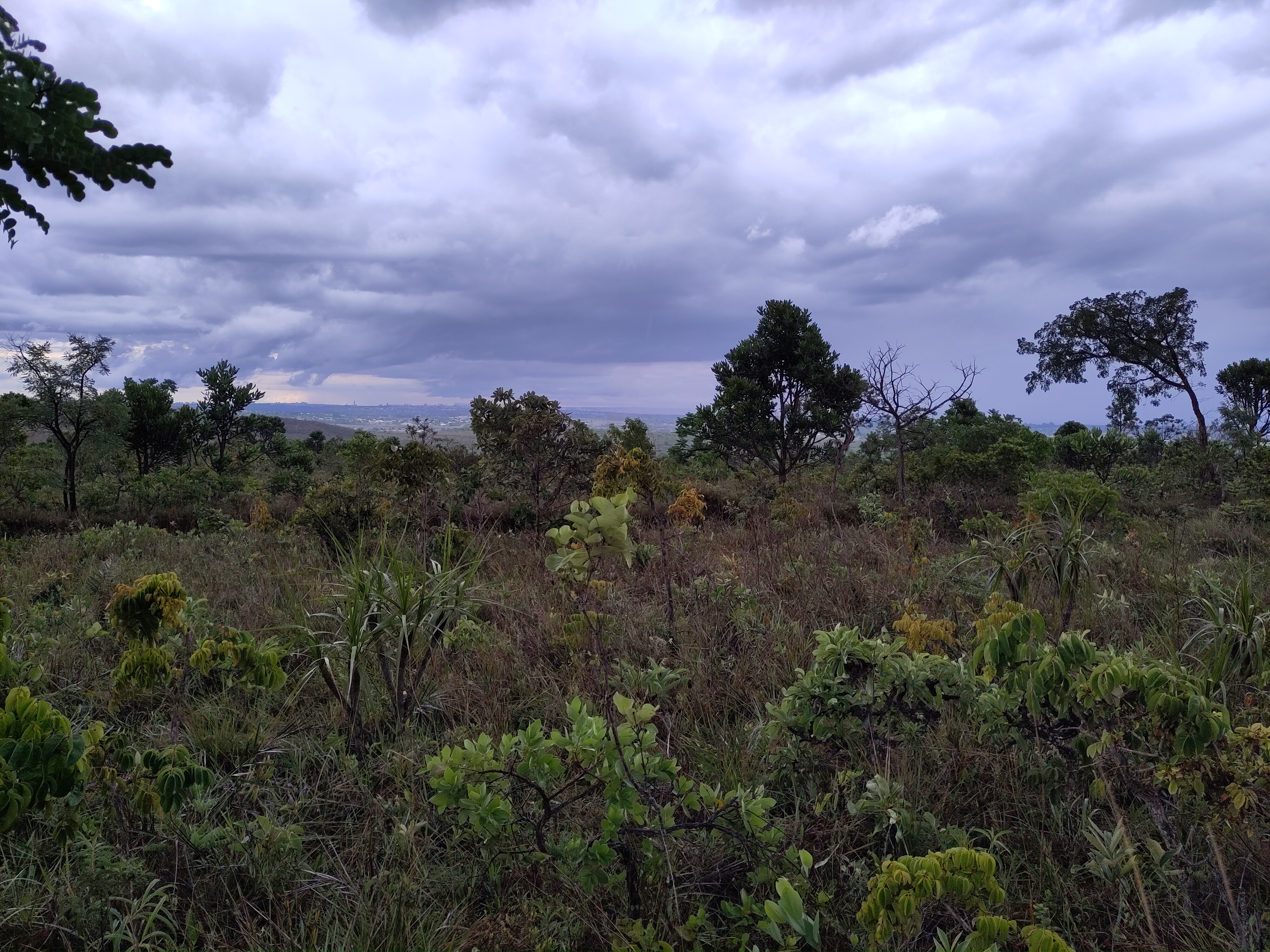 Cerrado landscape