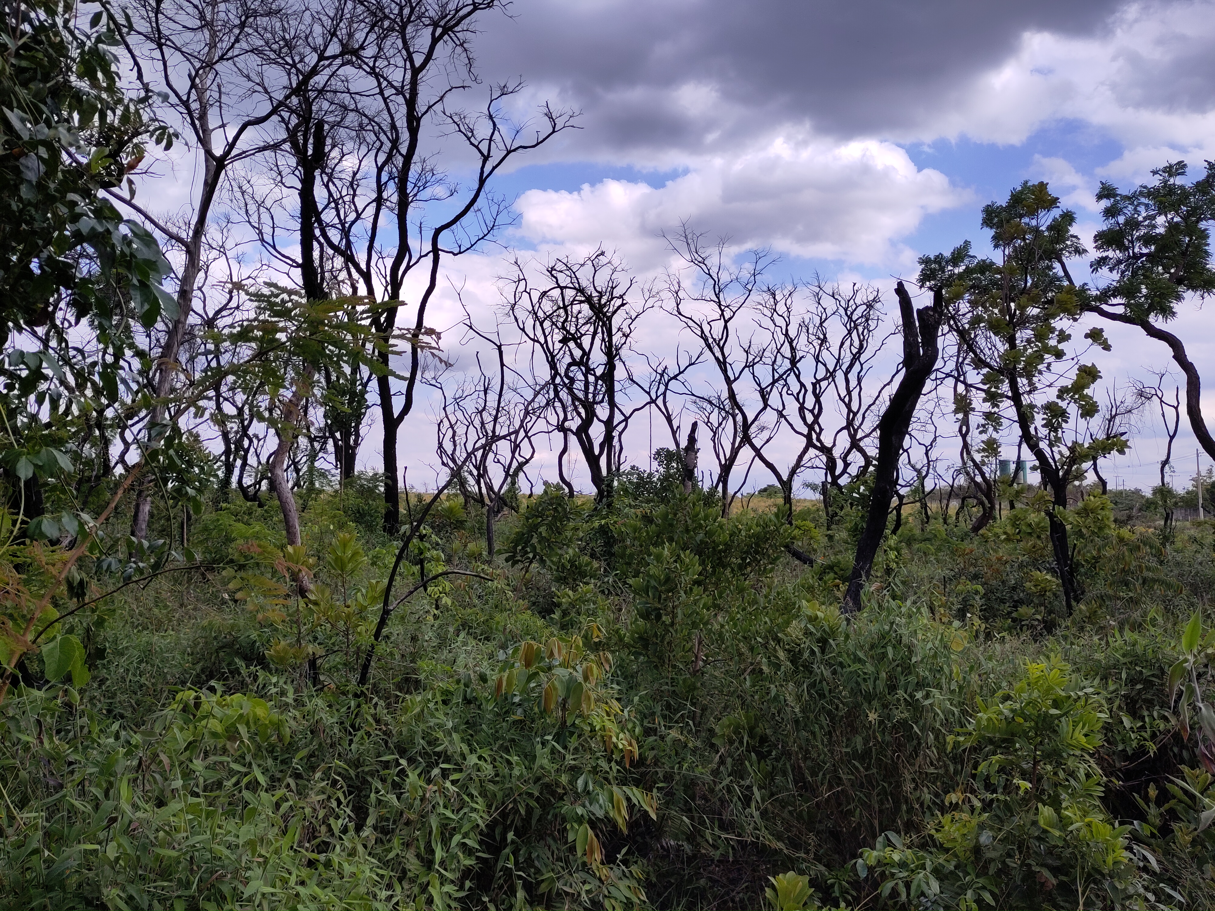 Água Limpa landscape