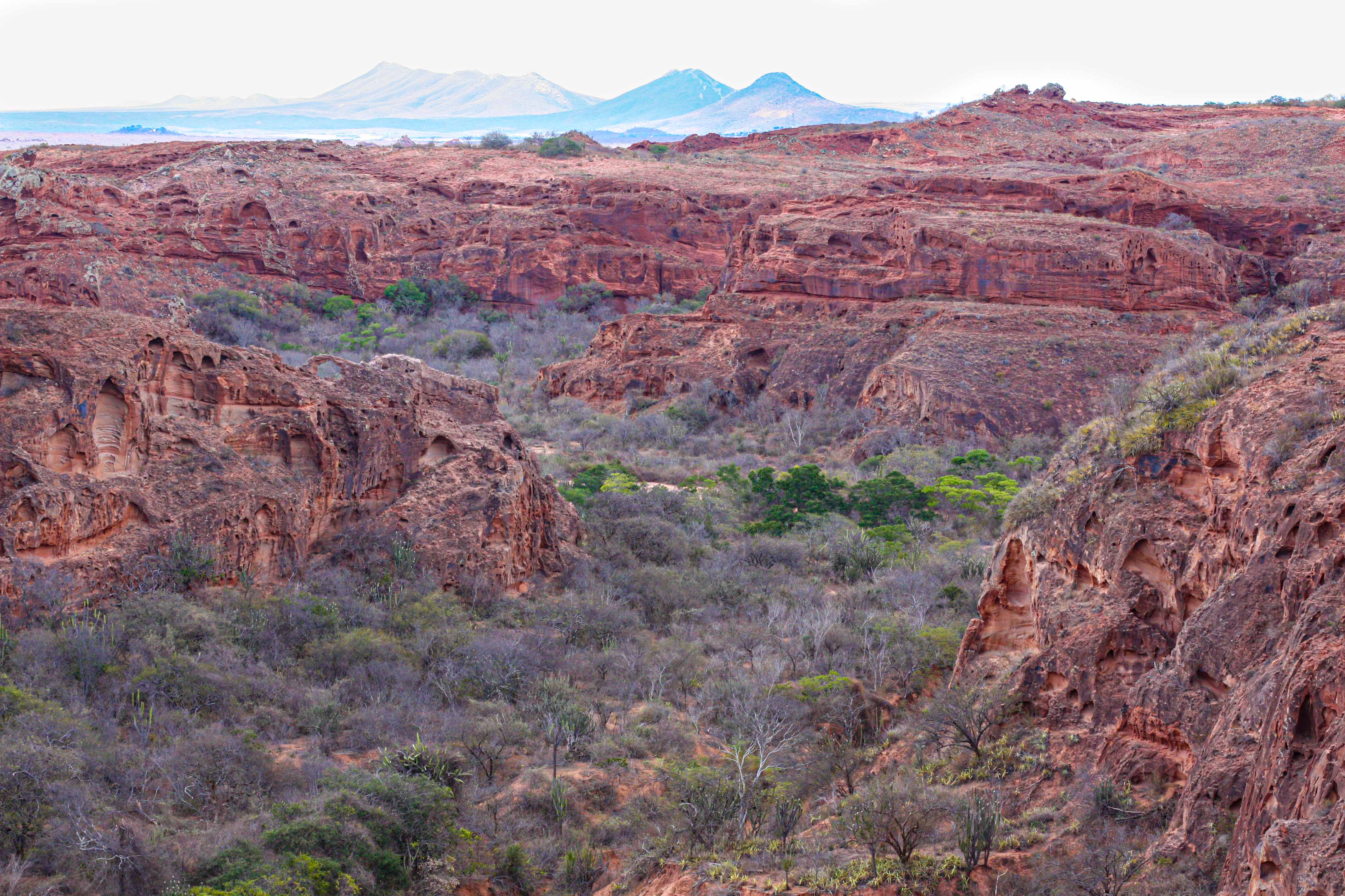 Caatinga landscape