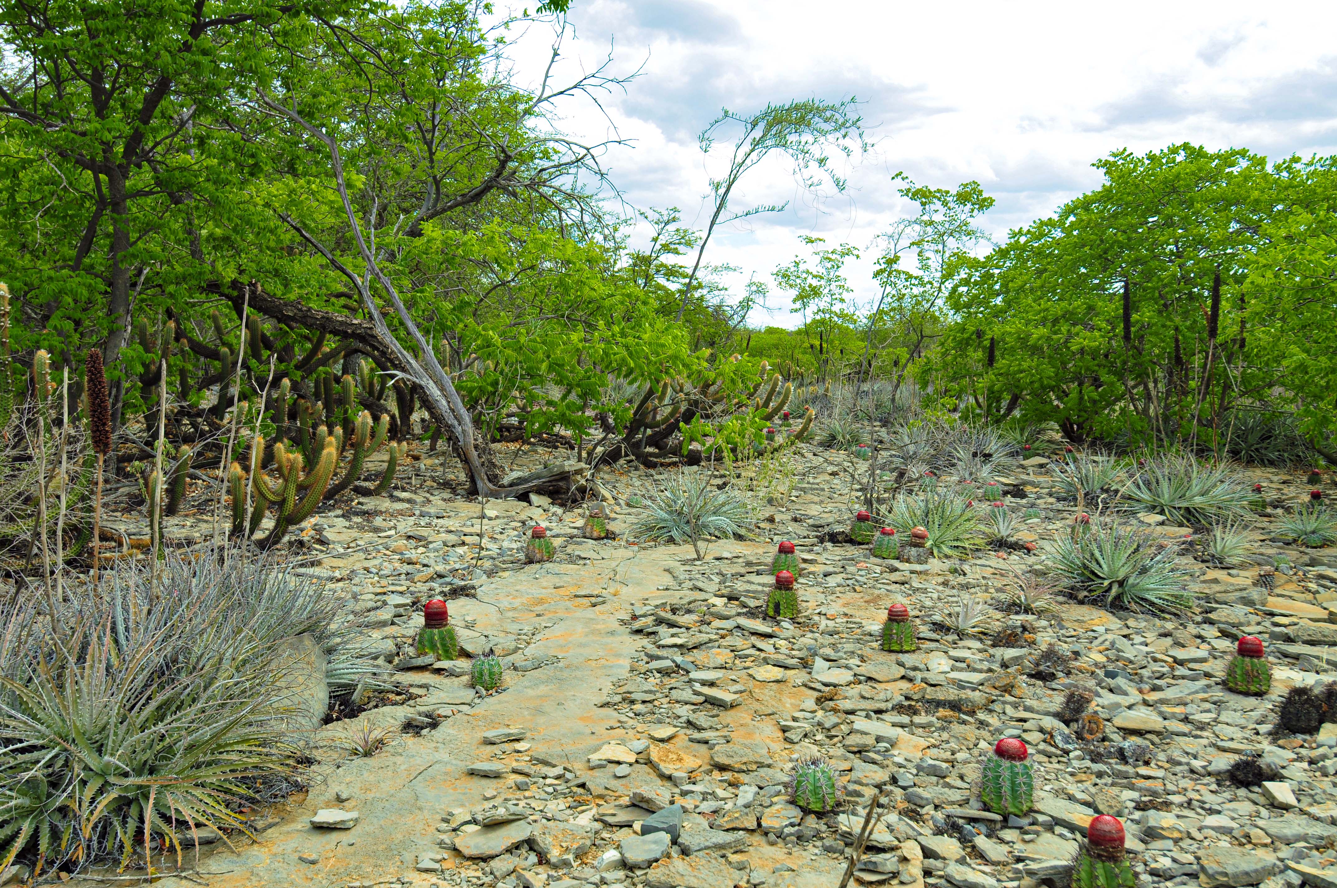 Dry ecosystem field site